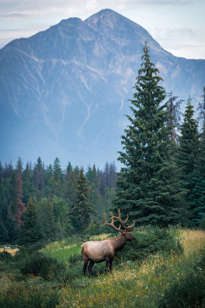 Elk in Jasper, Alberta