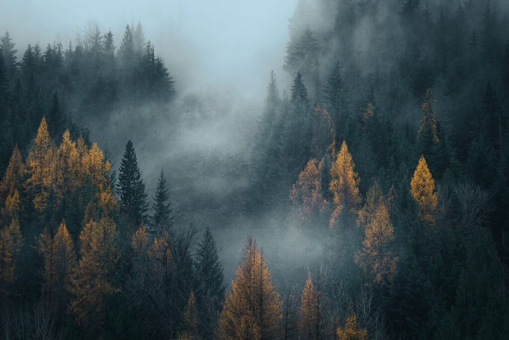 moody-larches